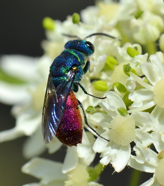 Chrysididae da Id